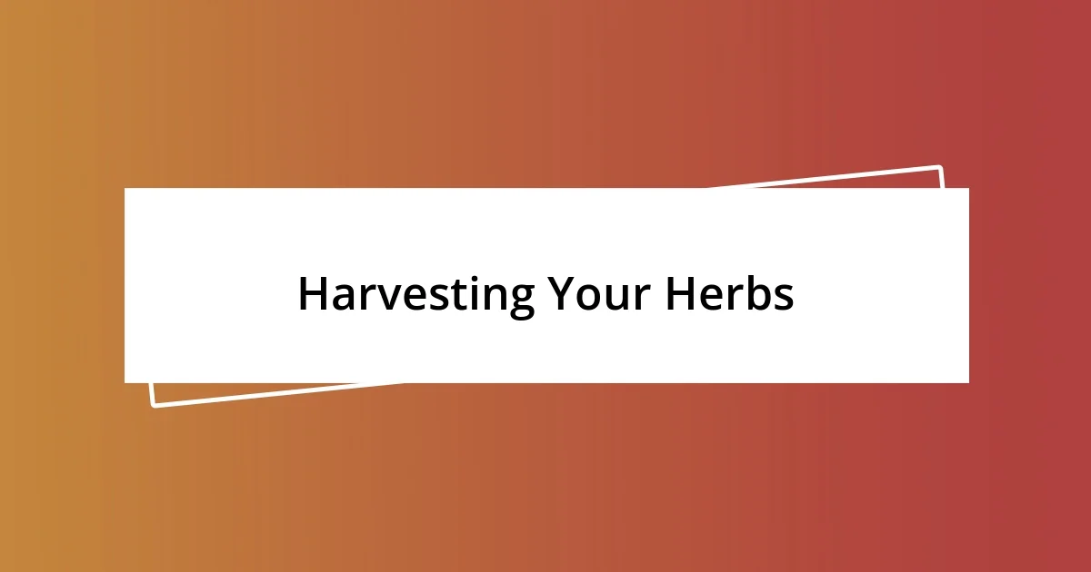 Harvesting Your Herbs